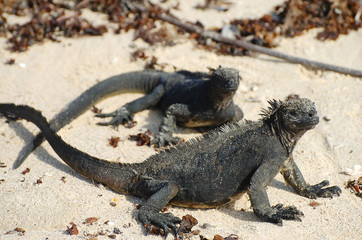 Marine Iguanas - Galapagos - Ecuador