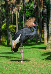 Fototapeta premium Grey Crested Crane.