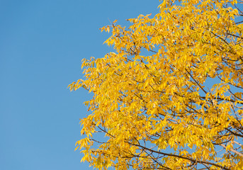 Yellow autumn leaves.
