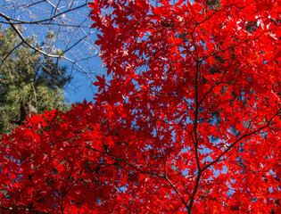 Red japanese maple leaves.