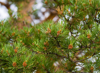 Pine branches with pine cones.