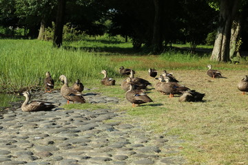 鴨の集い