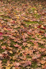 落葉　紅葉