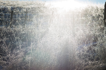 fence morning sunlight