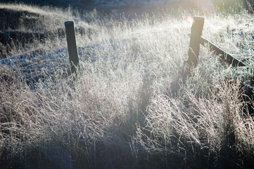 fence morning sunlight