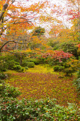 紅葉　秋　イメージ