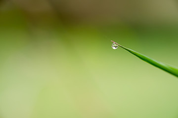 Dew drops on bamboo leave
