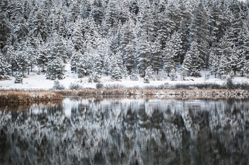 winter pine trees reflection