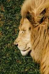 head of a sleeping male lion