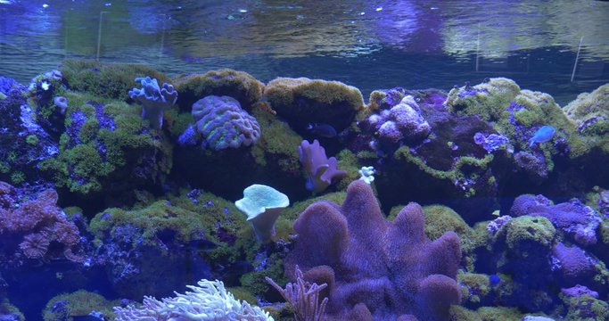 Zebrasoma Flavescens, Paracanthurus Hepatus Among Corals, Mushroom Coral, Sarcophyton, Sinularia, Paramuricea, Water Surface