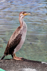 Freilebender Kormoran 