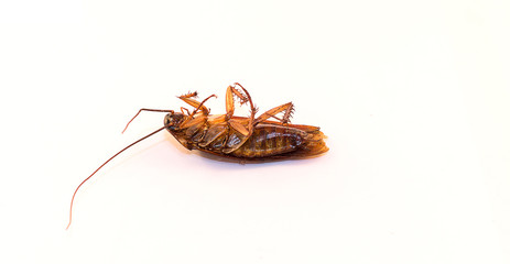 Cockroach carcasses of dead several days.on the white background