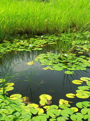 マコモとスイレン池