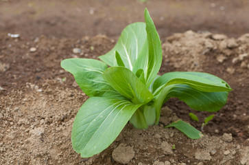 Kind of Chinese cabbage at home vegetable garden