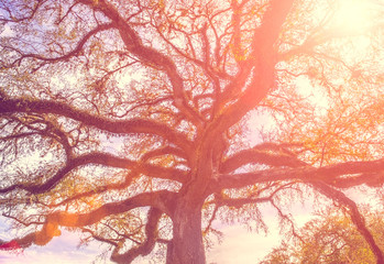 Obraz na płótnie Canvas Southern live oak tree with widely spread branches, dreamy vinta