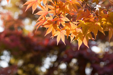 もみじの紅葉