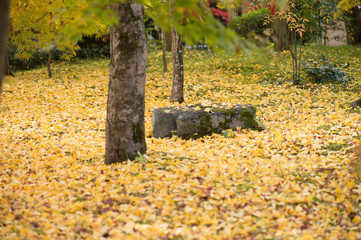 いちょうの絨毯