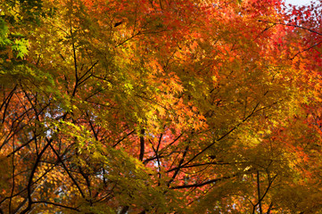 もみじの紅葉