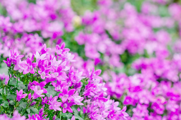 Macro view of a little Campanula flower