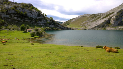 Fototapeta na wymiar View of Lake Enol (Lakes of Covadonga) in Asturias, Spain