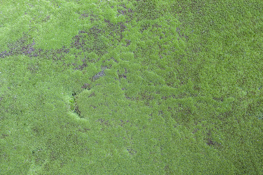 green mos on the tree texture or background