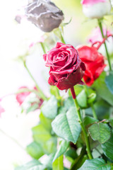 colored roses with chocolate and sweets