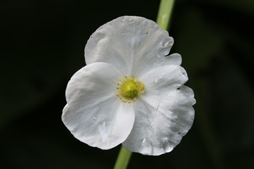 ant on flower