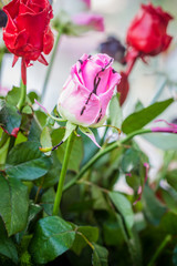 Obraz premium colored roses with chocolate and sweets