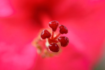Close up Red Hibiscus Flowers