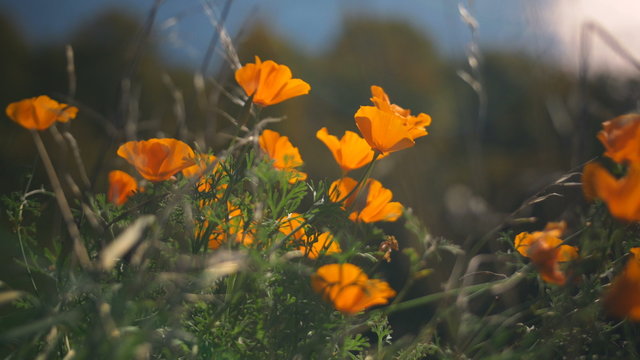 Close Up of Flowers on Sunny Day. Beautiful Orange Flowers in the Breeze with Ocean Background and Shallow Depth of Field