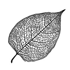 manually drawn leaf skeleton