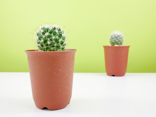 The little green cactus in small brown plant pot on white table for home decoration.