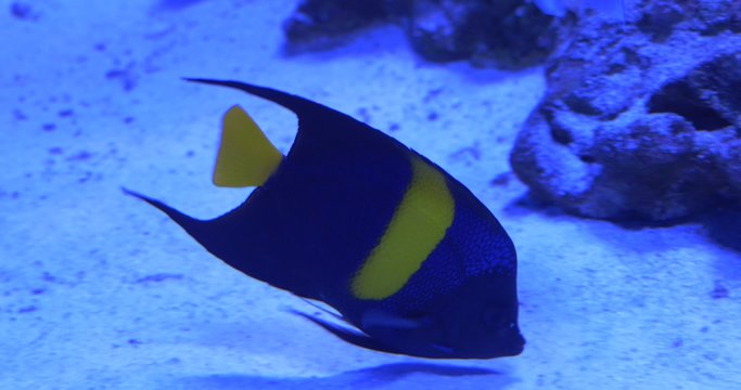 Arusetta Asfur, Fish Is Feeding on a Sandy Bottom