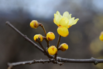 ロウバイの開花