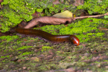 Millipede on the rock