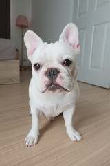 Bacon, He is white french bulldog squat on the ground.