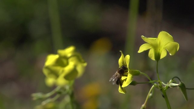 Flying worker bee collects nectar. Slow mo.