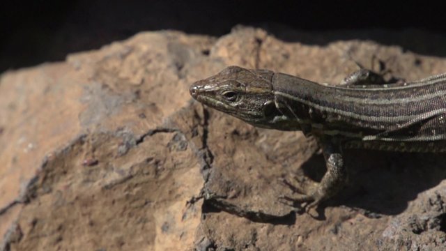 Small lizard watching