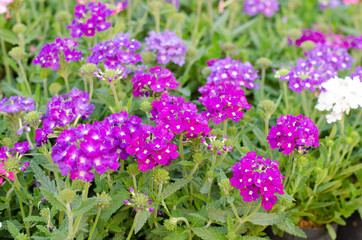 verbena (verbenas or vervains ) blooming in garden