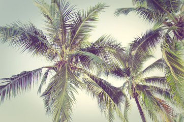 Fototapeta na wymiar Vintage Palms trees