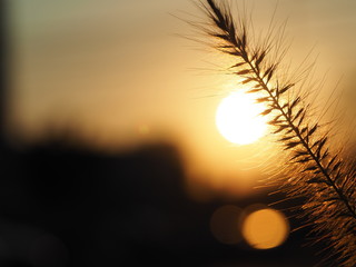 Sunset/Grass flower closeup with sunset light background