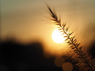 Sunset/Grass flower closeup with sunset light background
