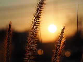 Sunset/Grass flower closeup with sunset light background