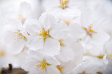 桜の花びらのアップ