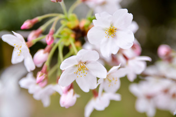 桜の蕾と花びら