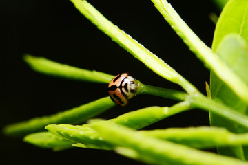 insect and small life 