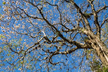 Tabebuia rosea flowered tree in San Jose, Costa Rica