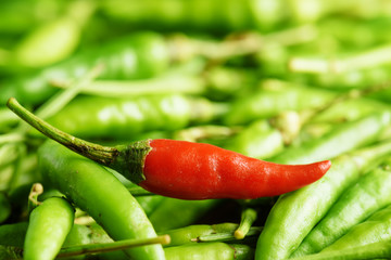 One red hot chili pepper among a lot of green