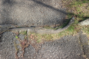 アスファルトを突き破るソメイヨシノの根