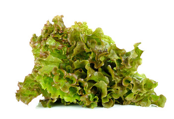 Lettuce isolated on the white background